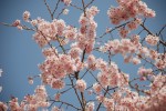 Cerisiers en fleurs et Azur profond