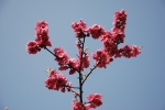 Cerisier en fleurs Variété