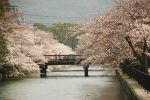 Pont entre les cerisiers Kyoto
