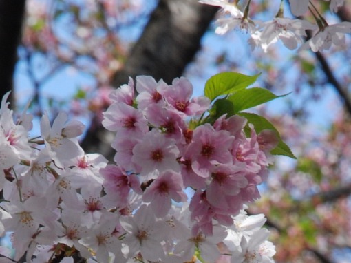 Cherry Blossoms Yasukuni Shrine