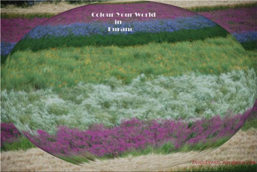 Colour your world in Furano Title