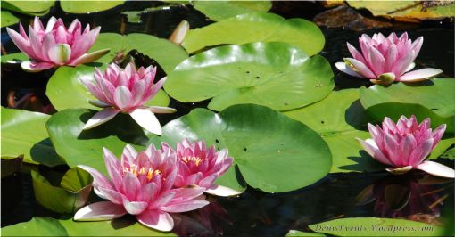Lotus flowers in a lovely pond in Highland Furano, Hokkaido