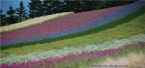 Rainbow of colourful flowers in Naka Furano, Hokkaido
